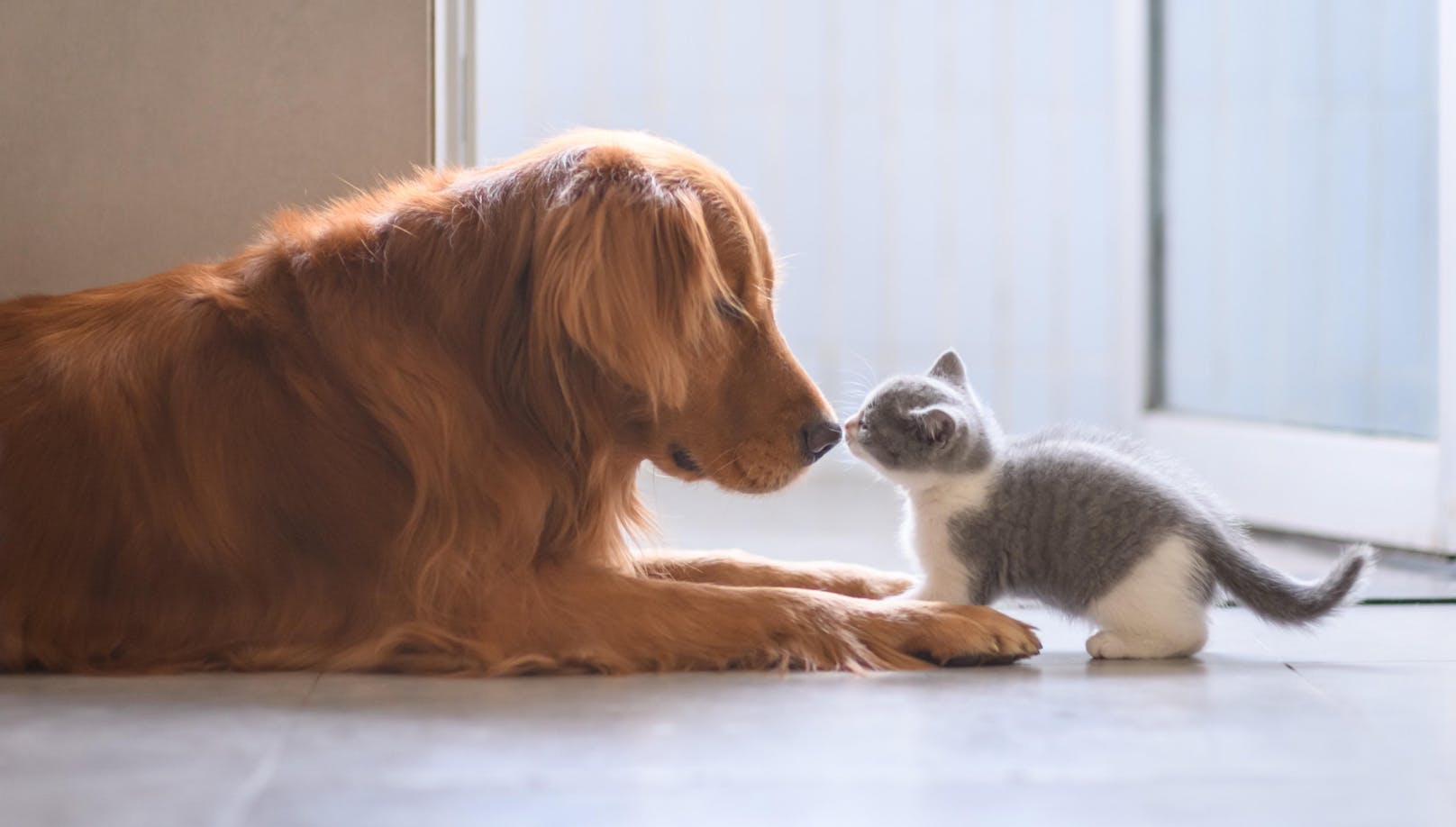<strong>2. Früh übt sich die Freundschaft: </strong>Auch ein möglichst frühes Kennenlernen ist von Vorteil. Wieder spielt das Alter der Katze eine größere Rolle als das des Hundes. Katzen vertragen sich am besten mit Hunden, wenn sie sie kennenlernen, bevor sie ein Jahr alt sind, so das Ergebnis der Studie.<br>