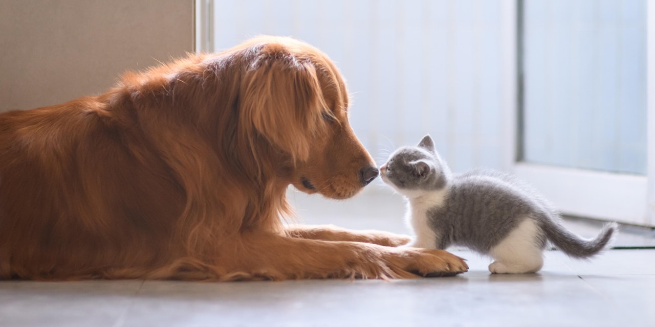 Kennenlernen katze hund