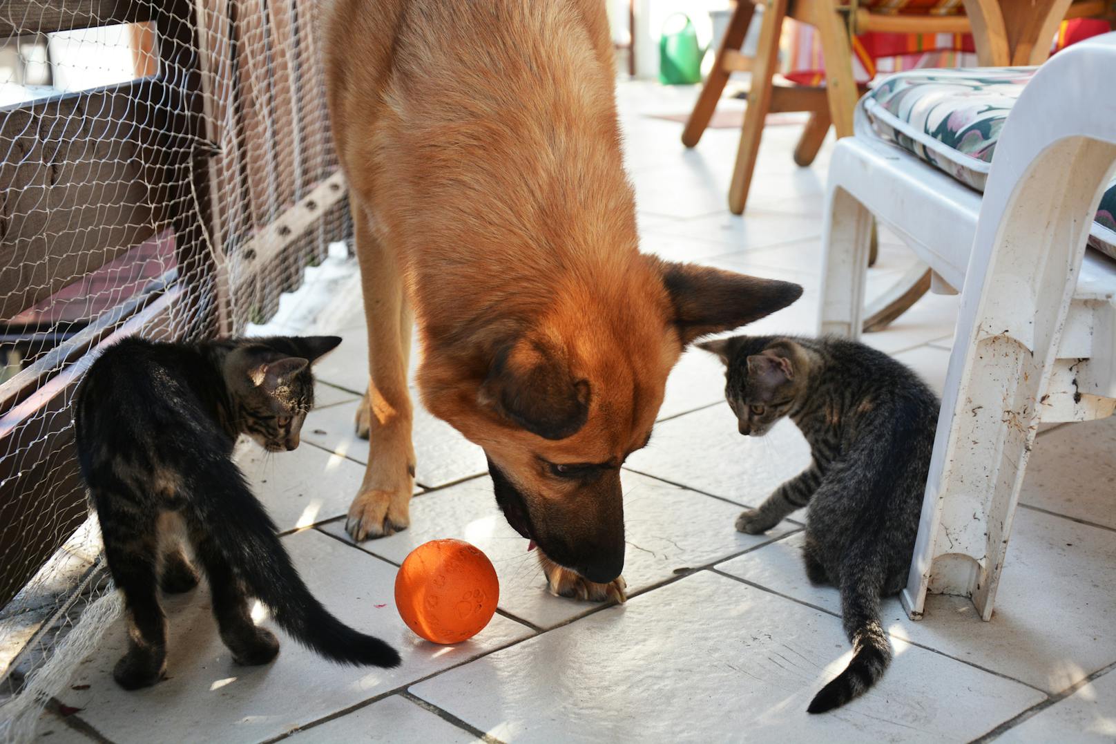 Ein harmonisches Trio: Hier sieht man Hund und Katz' in Action.<br>