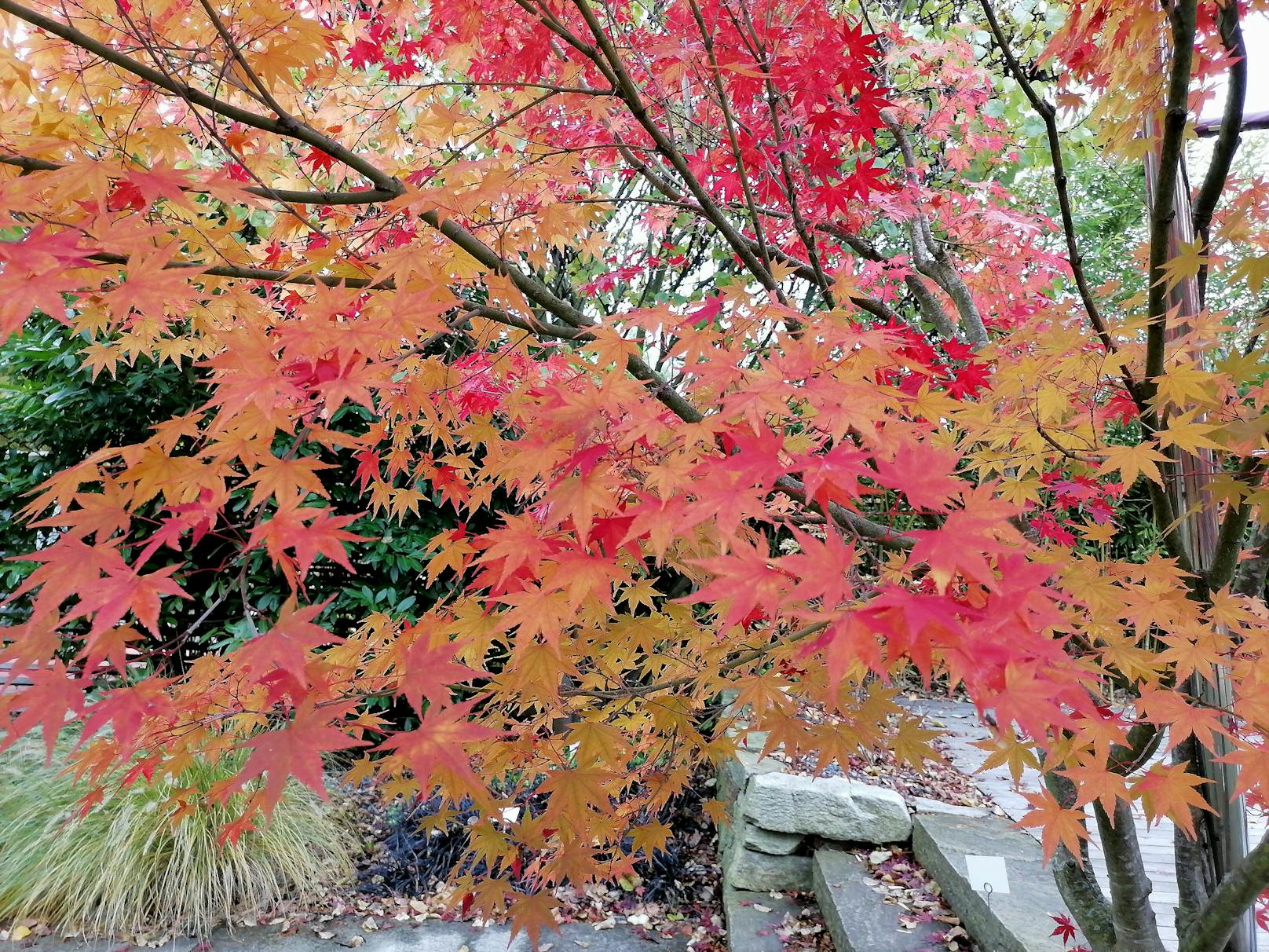Die schönsten farblichen Eindrücke im Herbst perfekt mit dem P smart 2021 eingefangen