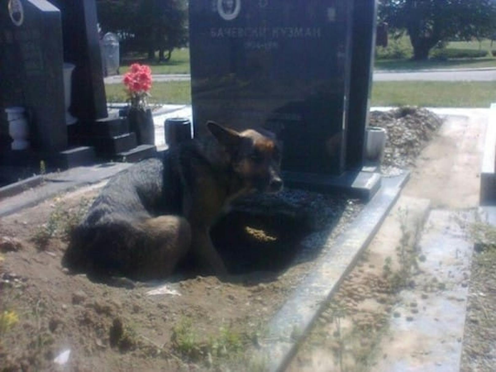Ein Schäferhund scheint am Grab seines verstorbenen Halters zu trauern. Doch die Erschöpfung ist nicht nur Resultat des erlittenen Verlusts.