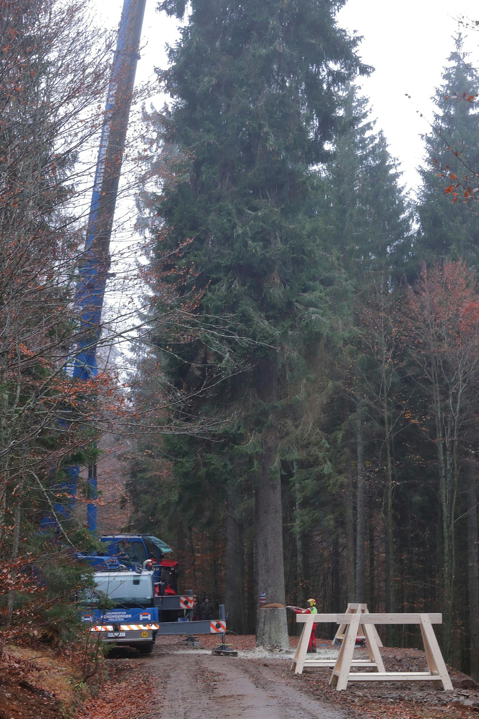 Der Wiener Weihnachtsbaum 2020 kommt aus Oberösterreich.