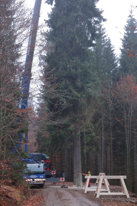 Der Wiener Weihnachtsbaum 2020 kommt aus Oberösterreich.