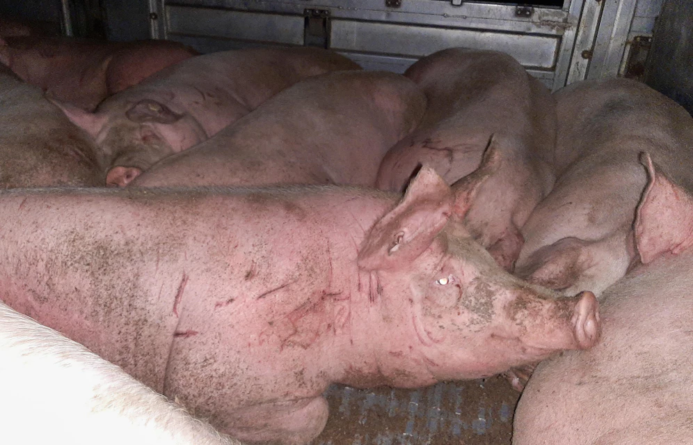 Stundenlang mussten die Tiere, auf engstem Raum zusammengepfercht, ohne Futter auf ihre Schlachtung warten.