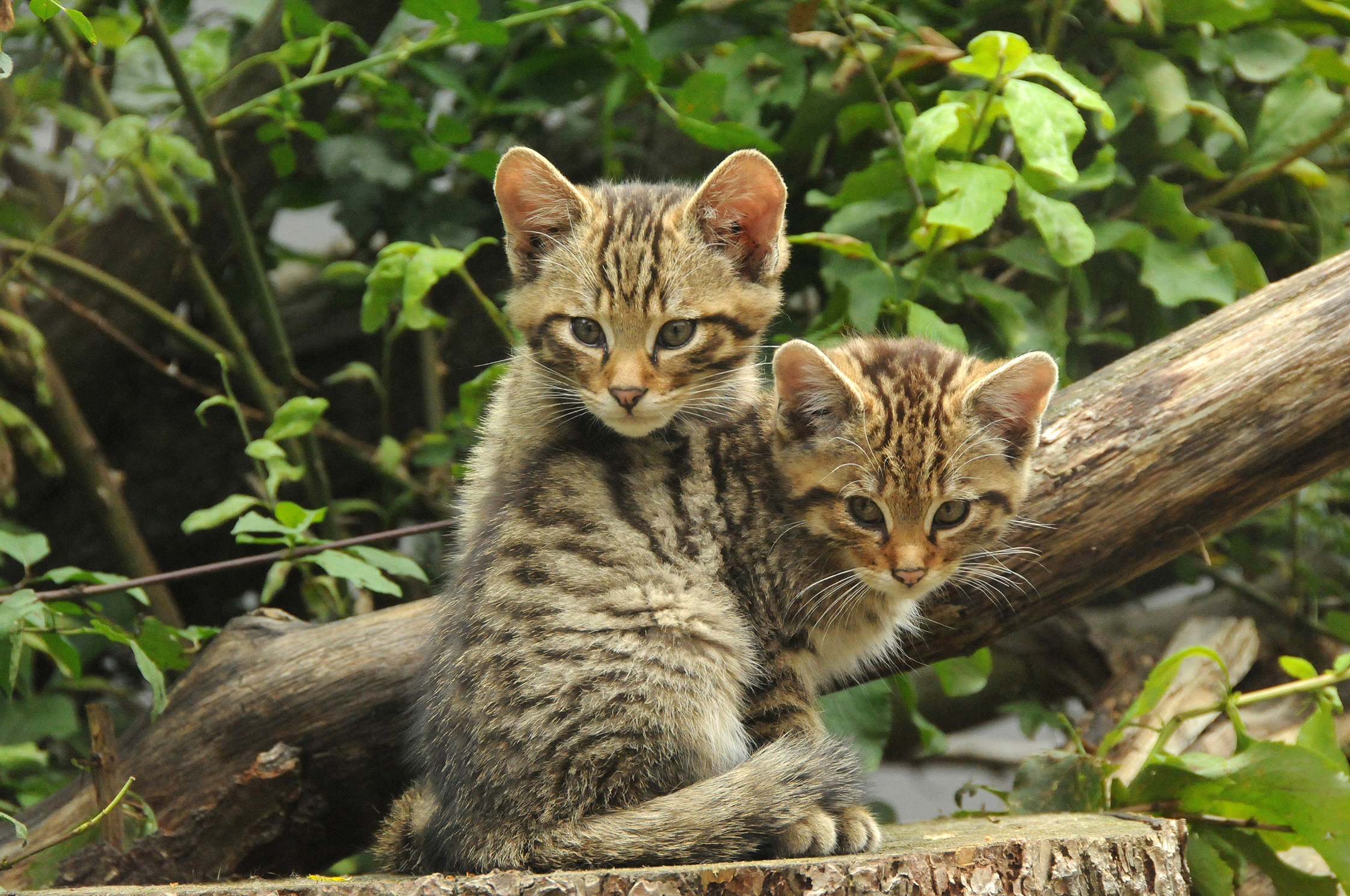 Die Wildkatze ist wieder in der Wachau beheimatet.