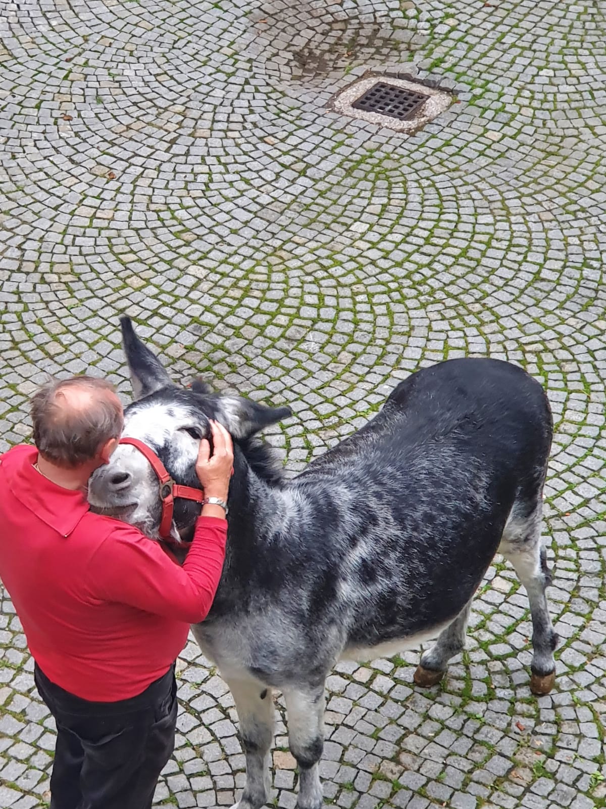Innenstadt-Esel Maxi 