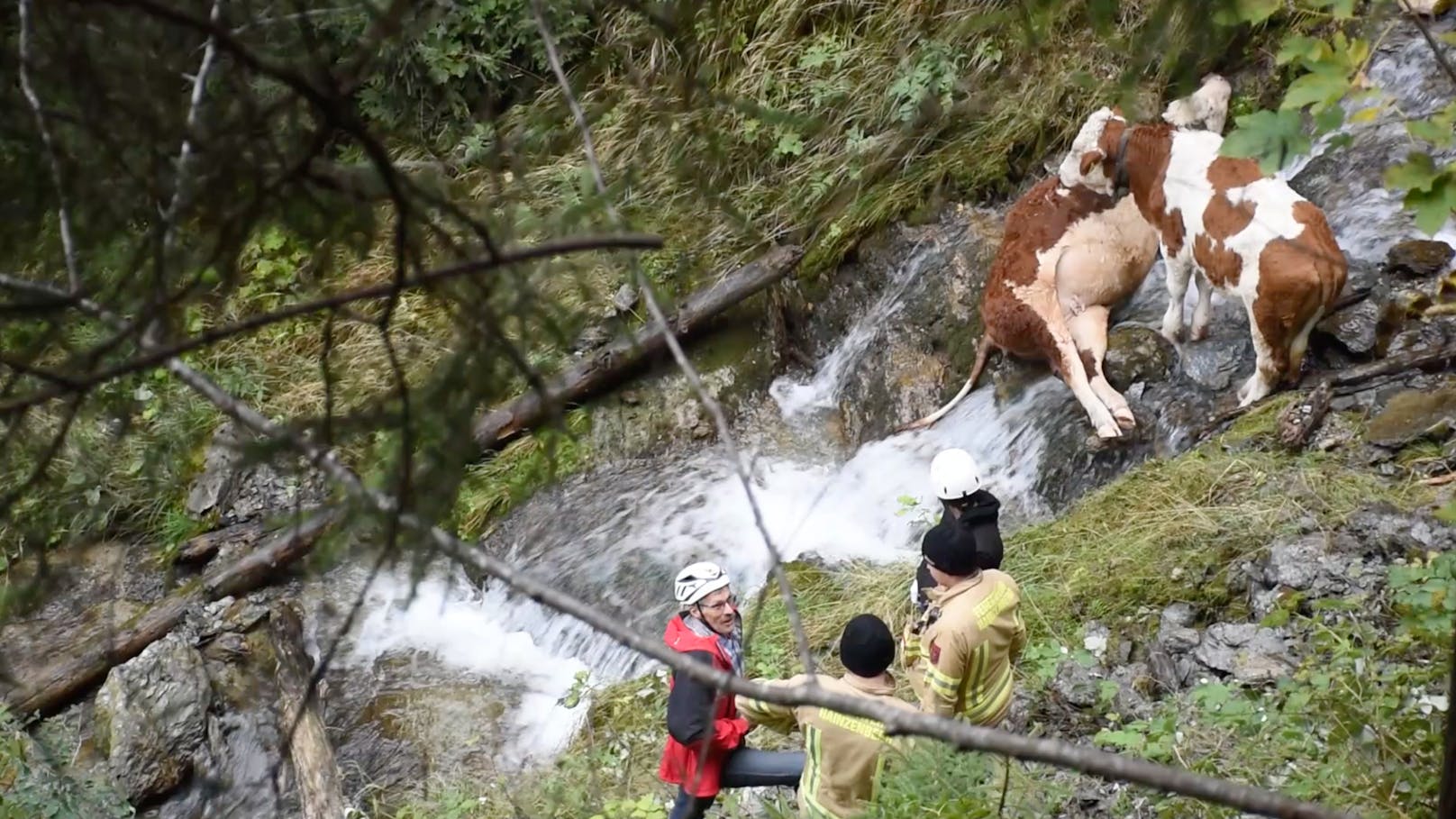 Tiertragödie im Zillertal: 3 Kälber stürzten 300 Meter ab - zwei starben, das dritte Tier überlebte.