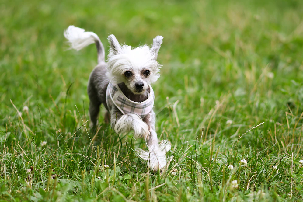 Hund fand nach 26 Tagen und einer Strecke von 60 Kilometern wieder nach Hause.