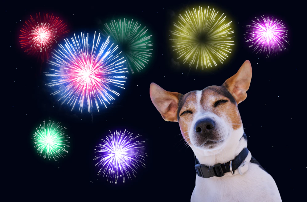 Die Tiere leiden unter der Silvesterknallerei.