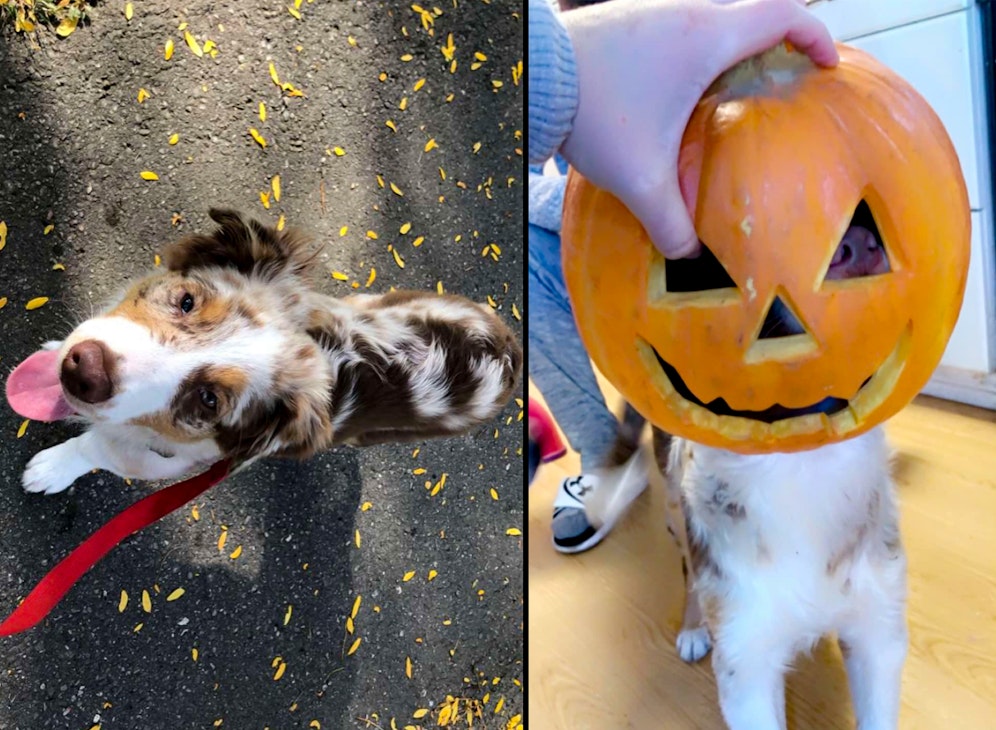 Der knuddelige Australien Shepherd Welpe 