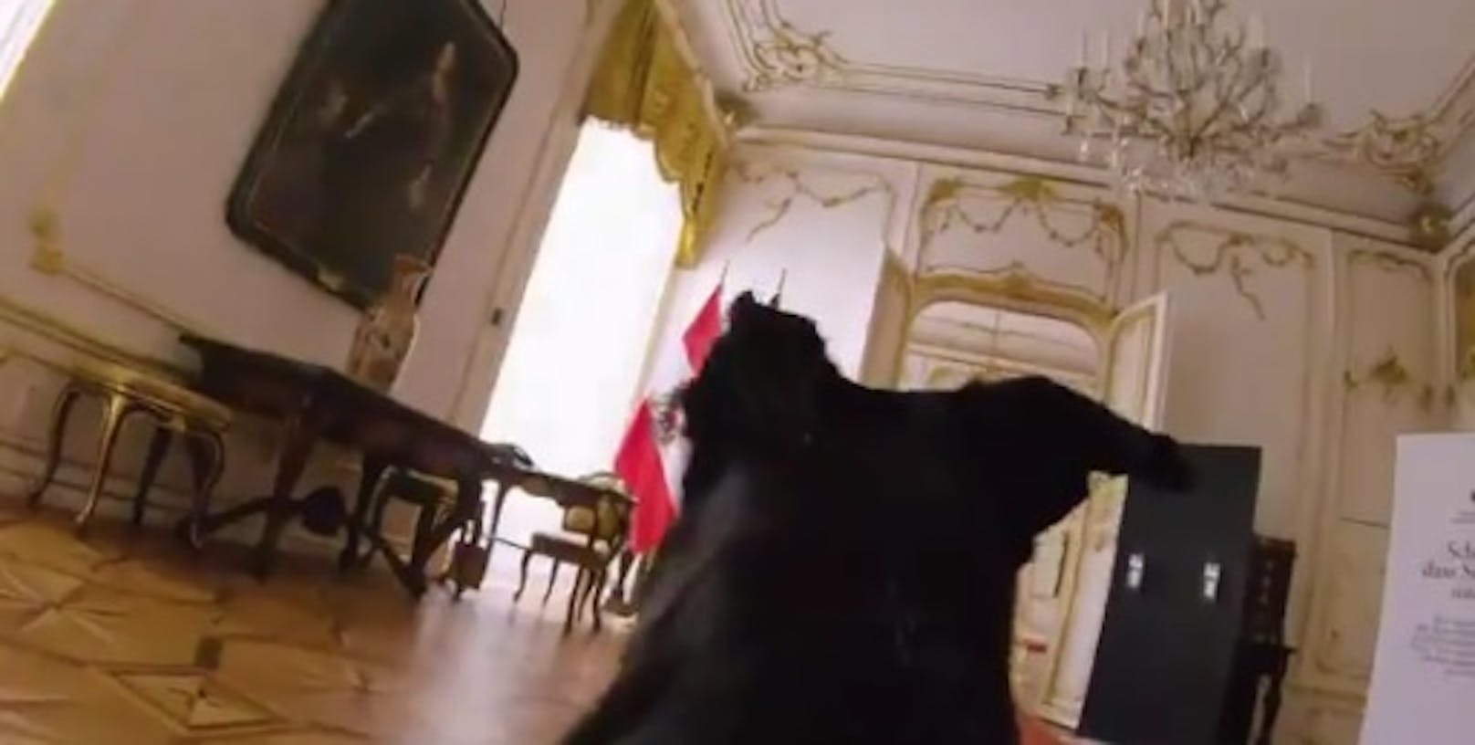 Der Hund von Bundespräsident Alexander Van der Bellen stürmt durch die Hofburg.