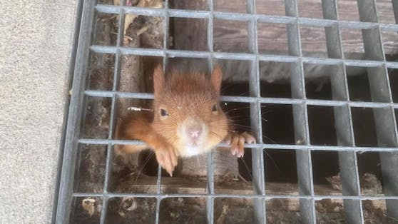 Das kleine Eichhörnchen hatte sich mit seinem Köpfchen in einem Gitterschacht verfangen. 
