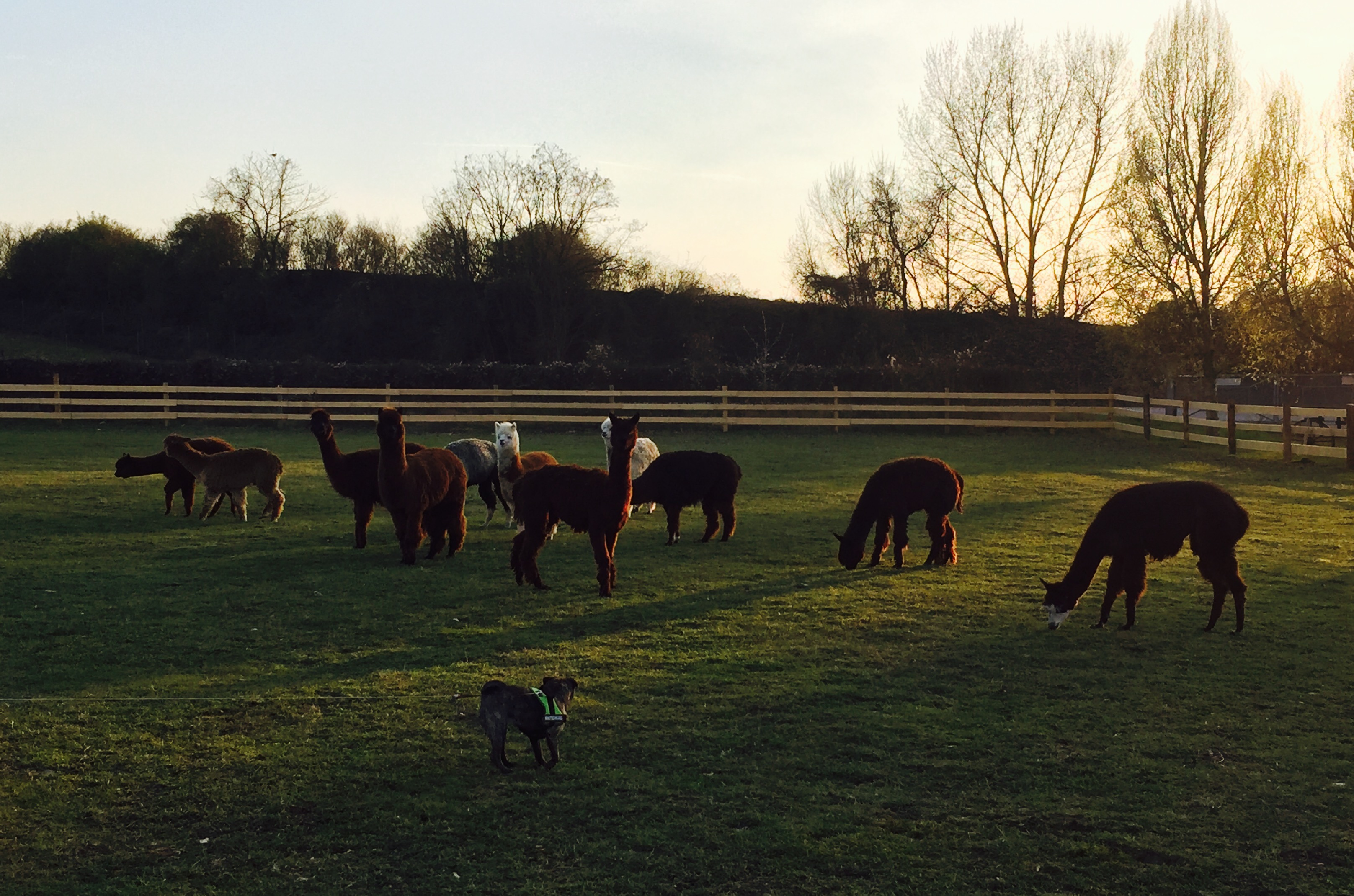 Nicht nur für die Pferde, auch für die Alpakaherde würden die Angstschreie und der Blutgeruch ein enormer Stress bedeuten.