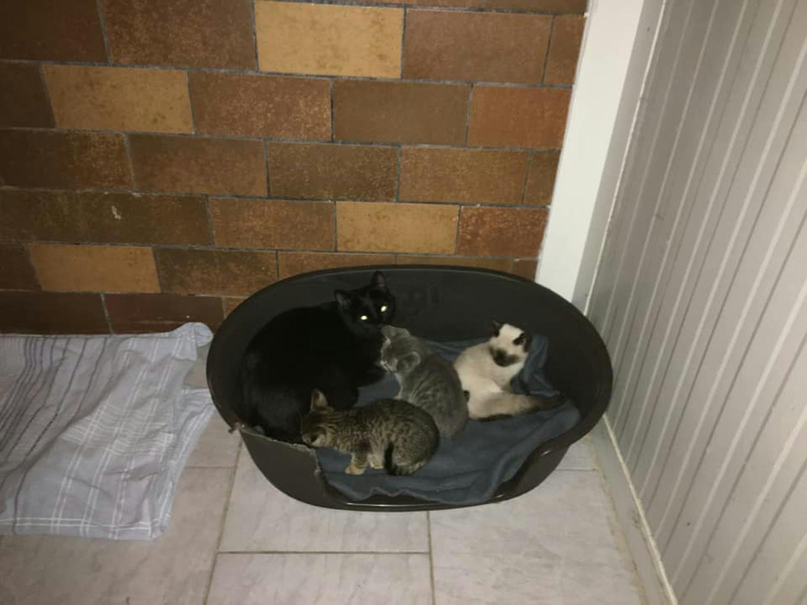 22 Katzen lebten in dem Haus auf engstem Raum zusammen.