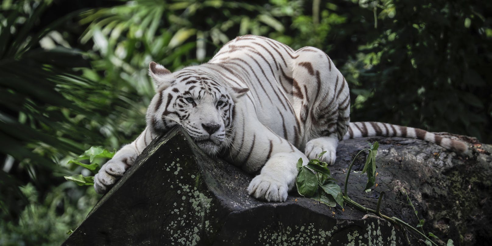 Ein weißer Tiger, Symbolbild
