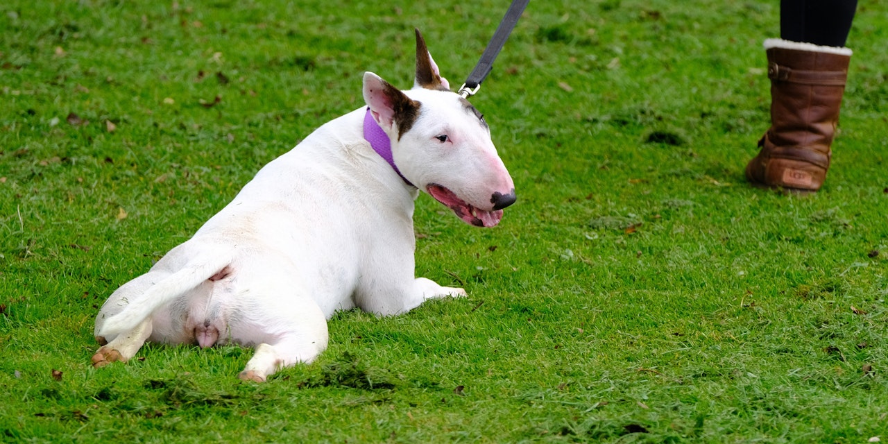 So erschreckt dieser Hund regelmäßig Spaziergänger Haustiere heute.at