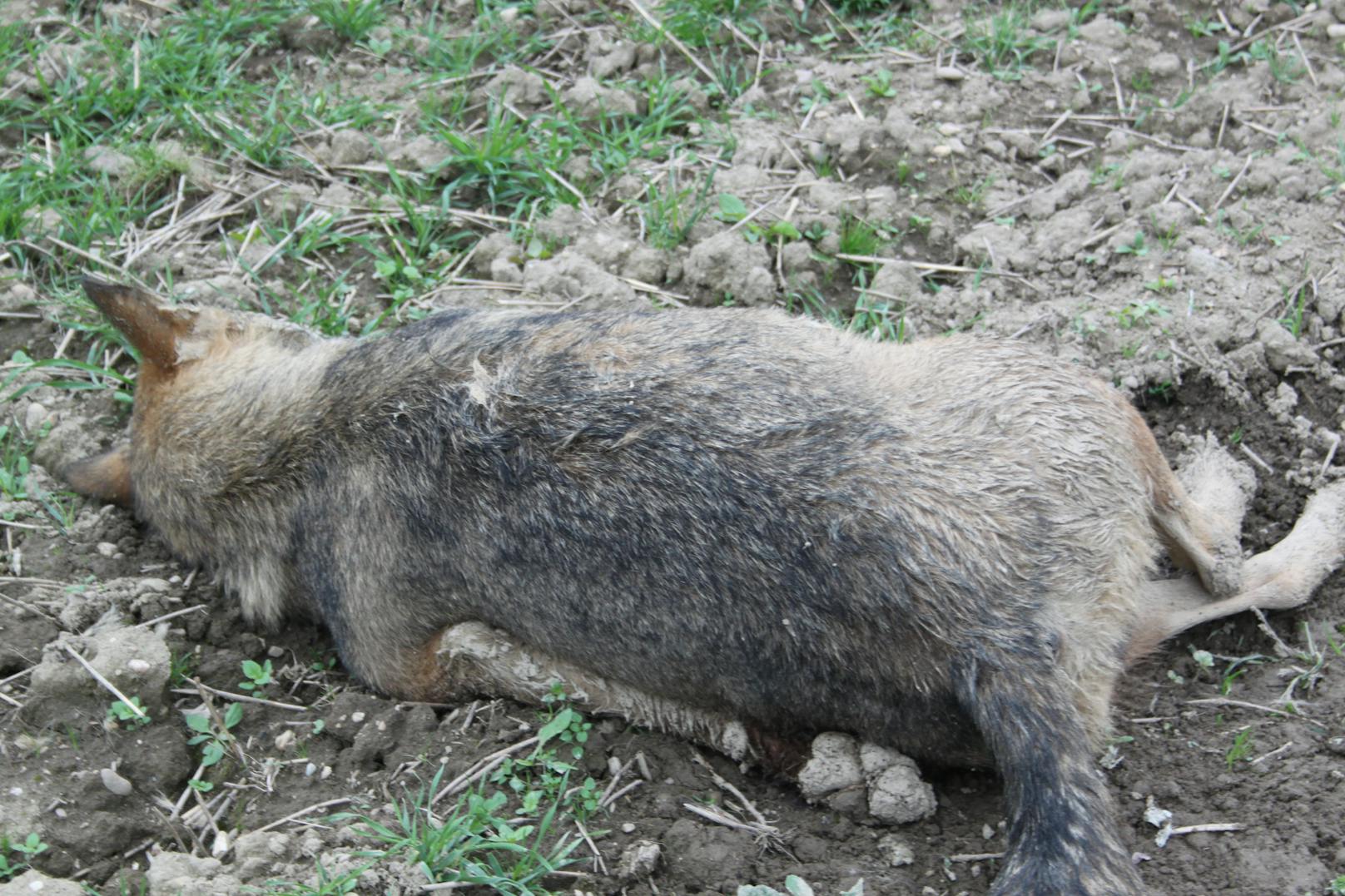 Der tote Wolf wurde in einem Feld entdeckt.