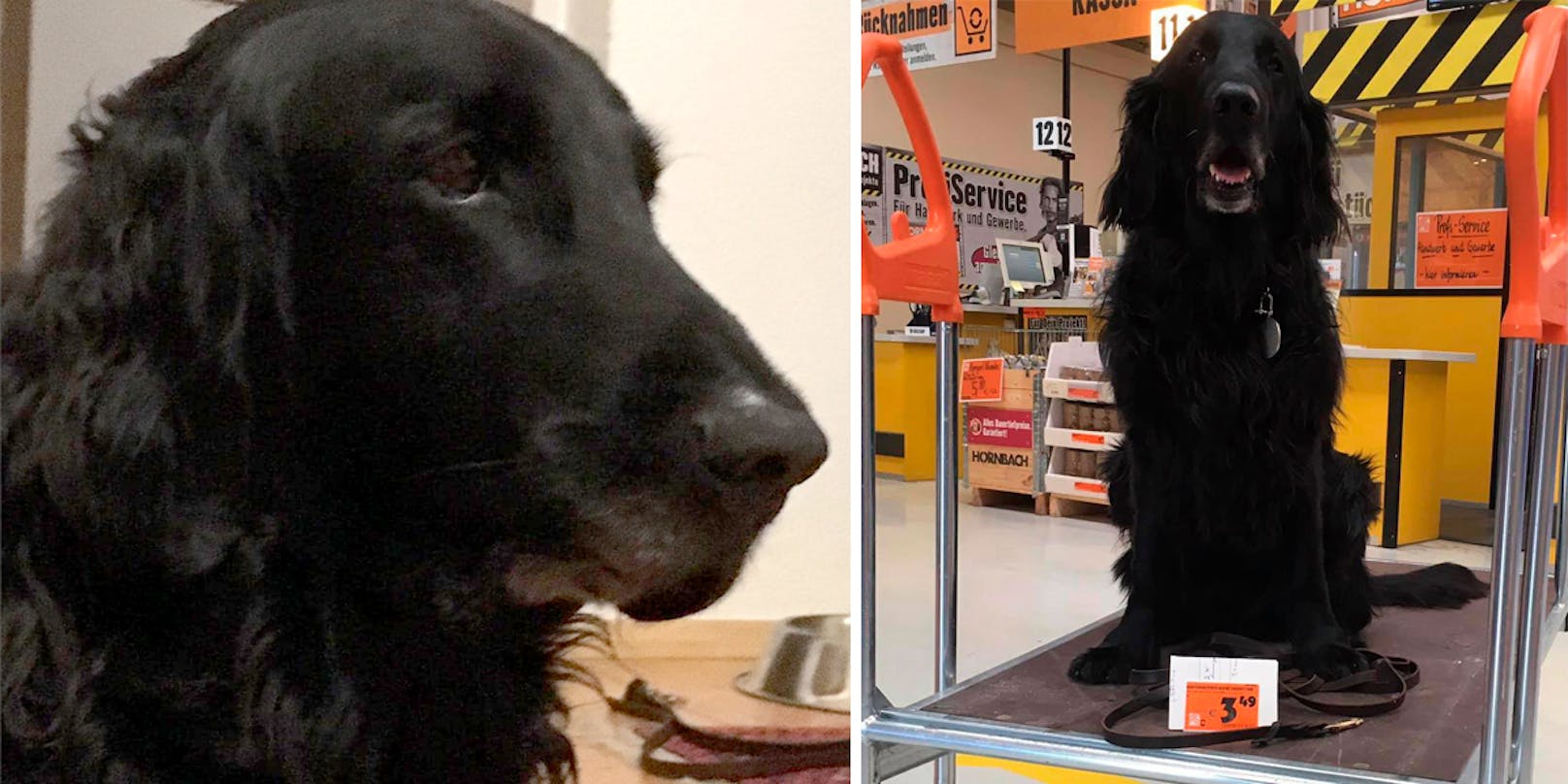 Rettungshund "Romeo" wird seit dem Nachmittag des 5. Oktober 2020 vermisst