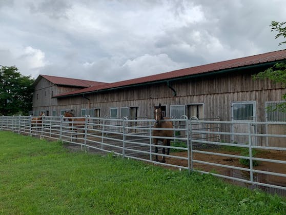 Die Pferde der "Ranch 4 Friends" blicken von ihren Paddocks direkt auf das Gelände, auf dem der Schlachthof erbaut werden soll.