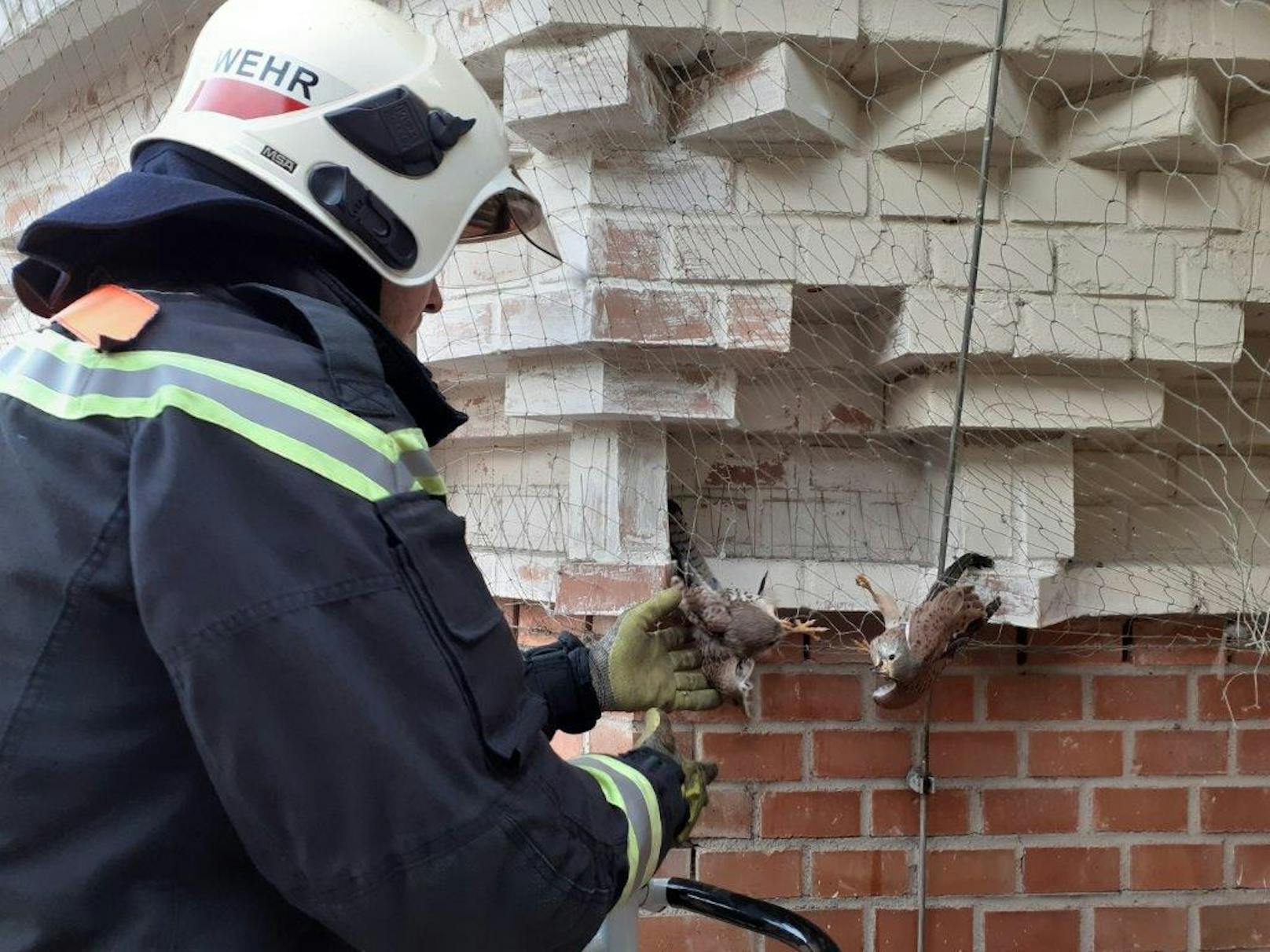 Wiener Feuerwehr befreit zwei Turmfalken aus Gitter