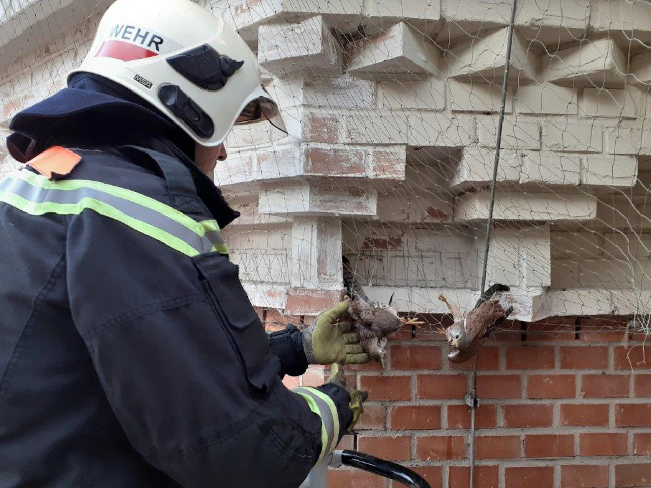 Heute.at - Wiener Feuerwehr befreit zwei Turmfalken aus Gitter
