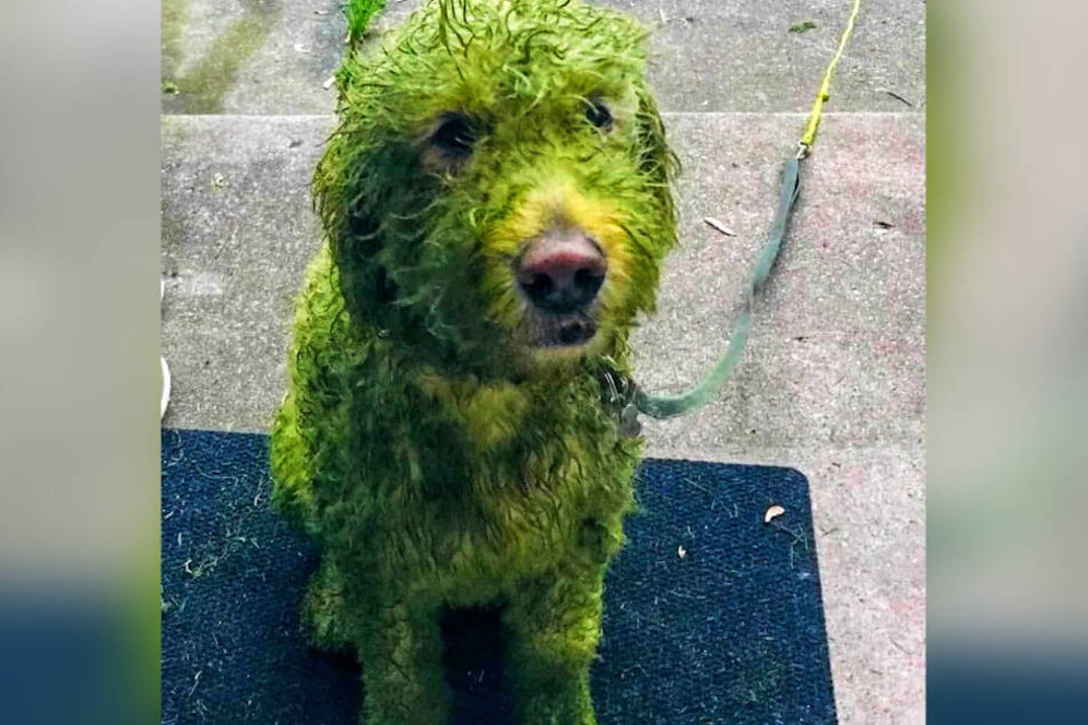 Twitter-User sind irritiert: Alle fragen sich, was diese grüne Färbung ausgelöst hat. 