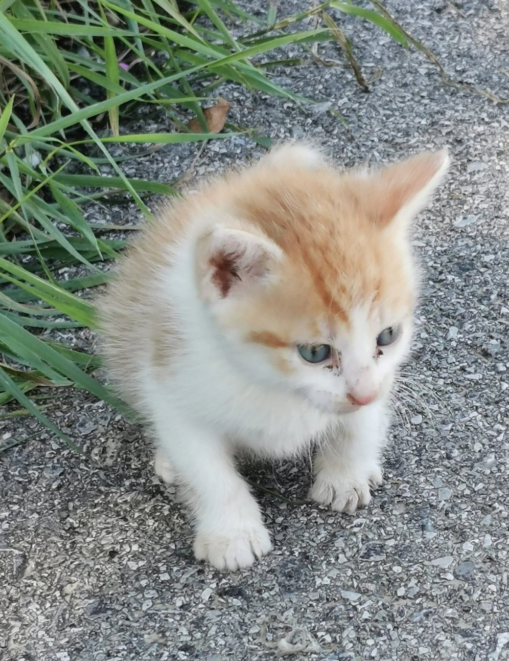 Die Babykatze wurde neben einem Parkplatz ausgesetzt.