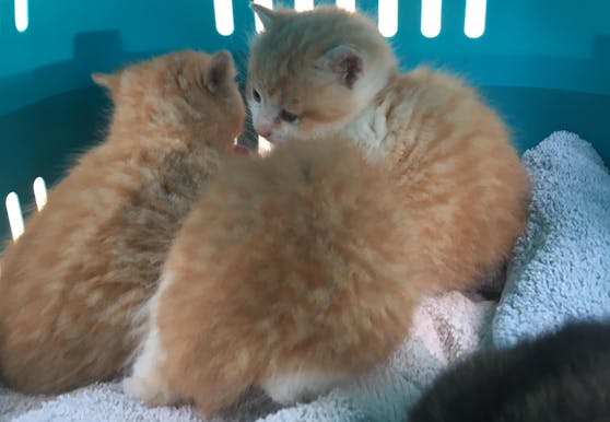 Die fünf Katzenbabys wurden von den Tierretter aufgenommen.