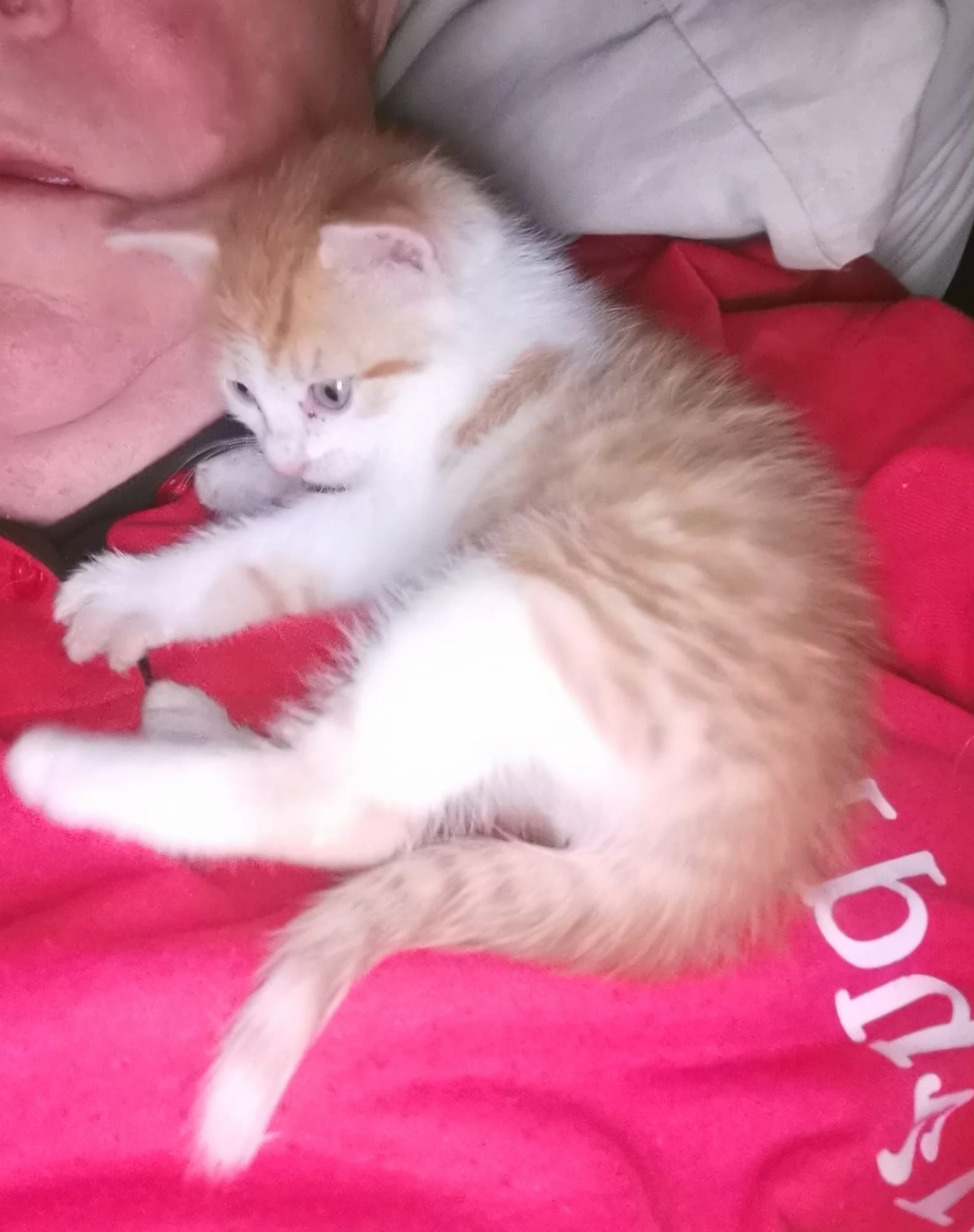 Der Babykater schmust gerne mit seinem Ziehvater.