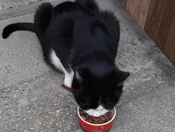 In mehreren Gemeinden verschwinden derzeit Katzen.