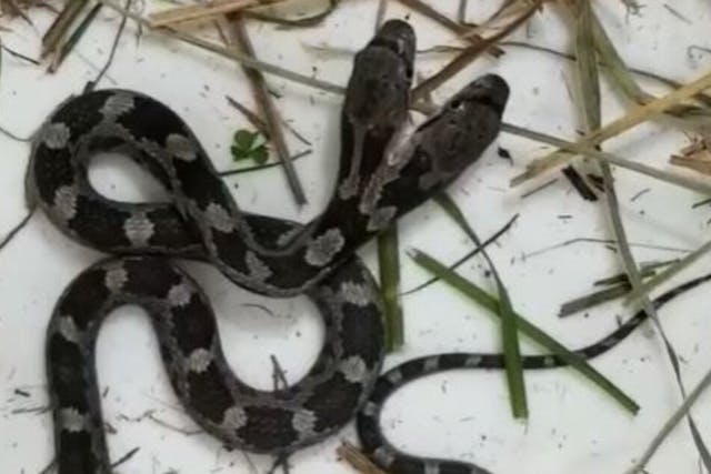 Frau Findet Schlange Mit Zwei Kopfen In Ihrem Haus Wildtiere Heute At