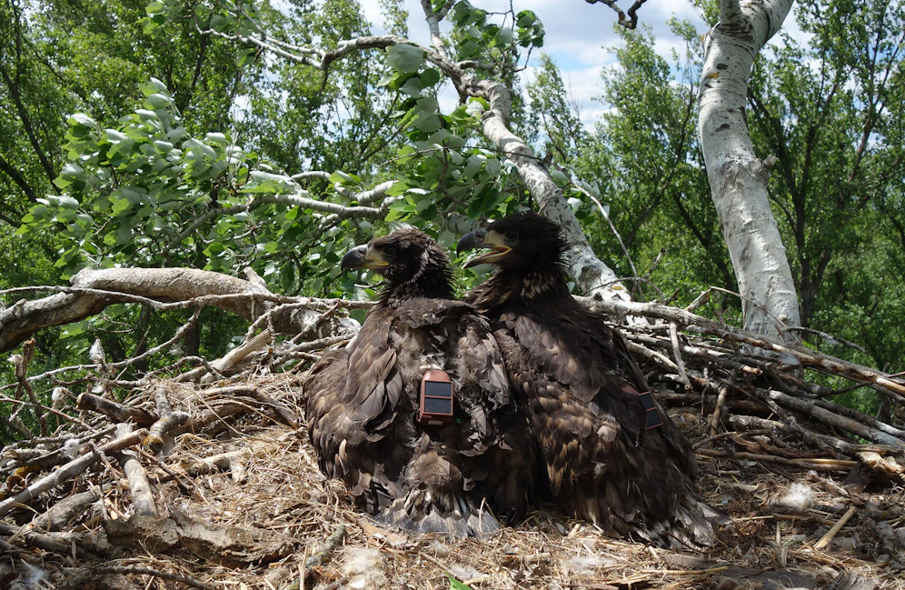Frisch besenderte Jungadler Darius und Davina.