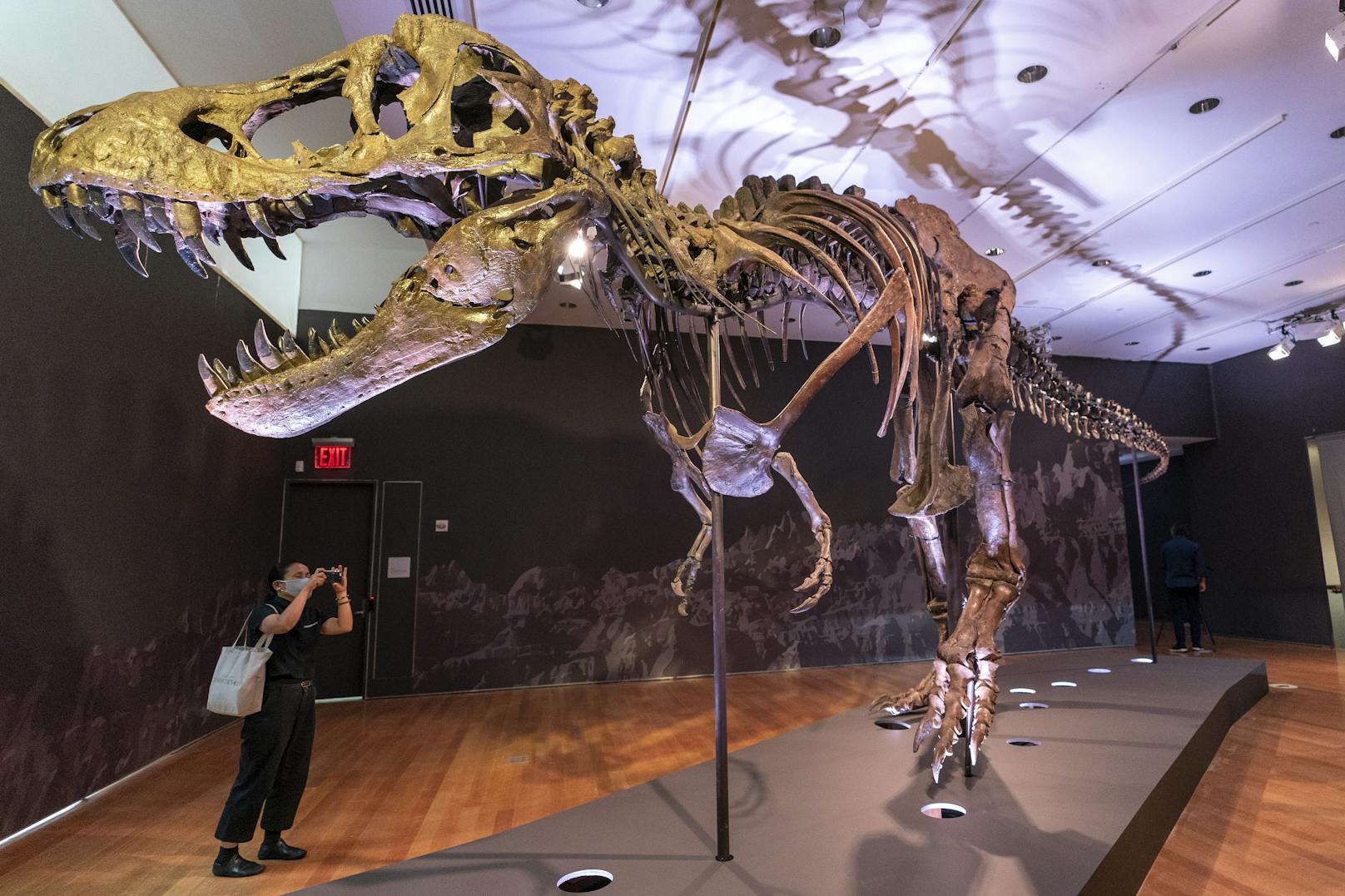 Tyrannosaurus "Stan" ist zwölf Meter lang. Wer auch immer das Skelett ersteigert hat, muss also viel Platz haben.