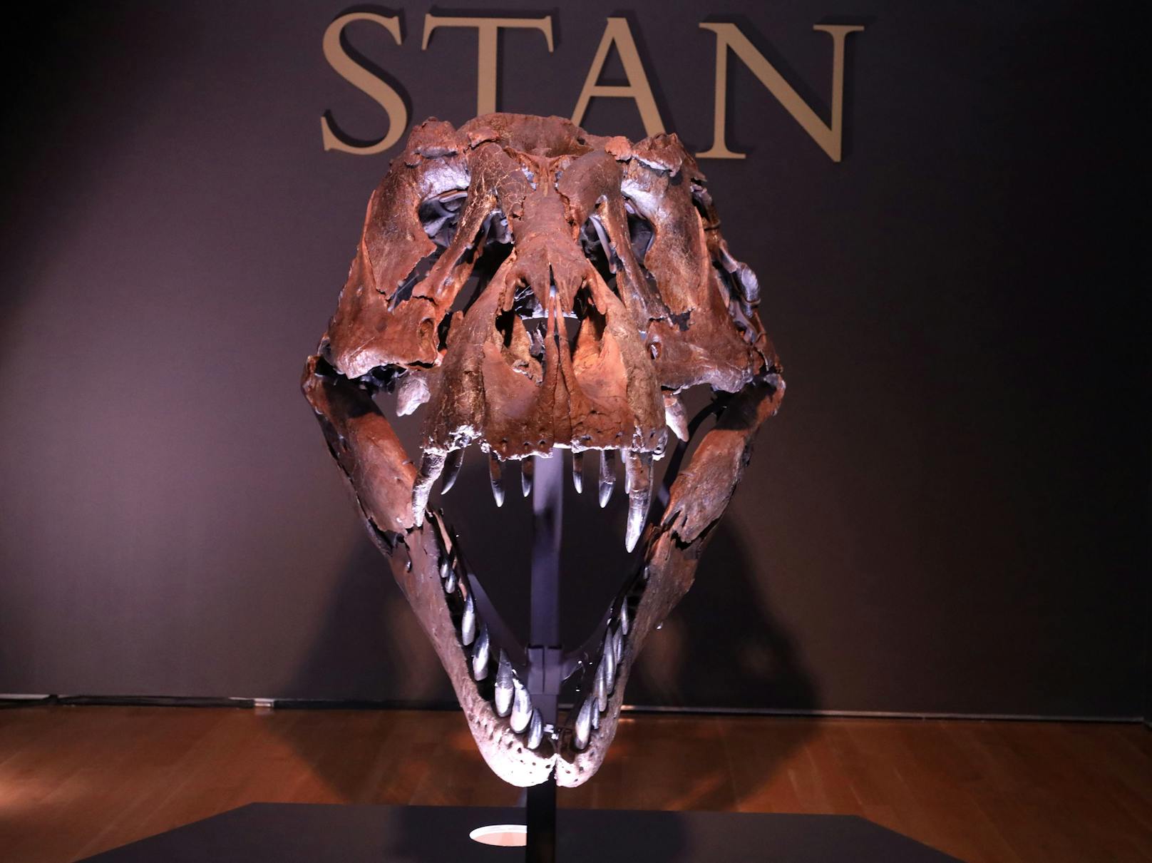 Bereits nach zwei Minuten wurden mehr als neun Millionen Dollar für eines der am besten erhaltenen Tyrannosaurus-Skelette der Welt geboten. Nach 14 Minuten waren nur noch drei Bieter im Rennen. Unter den Hammer kam "Stan" schließlich um 27,5 Millionen Dollar - plus weitere Kosten und Gebühren.<br>