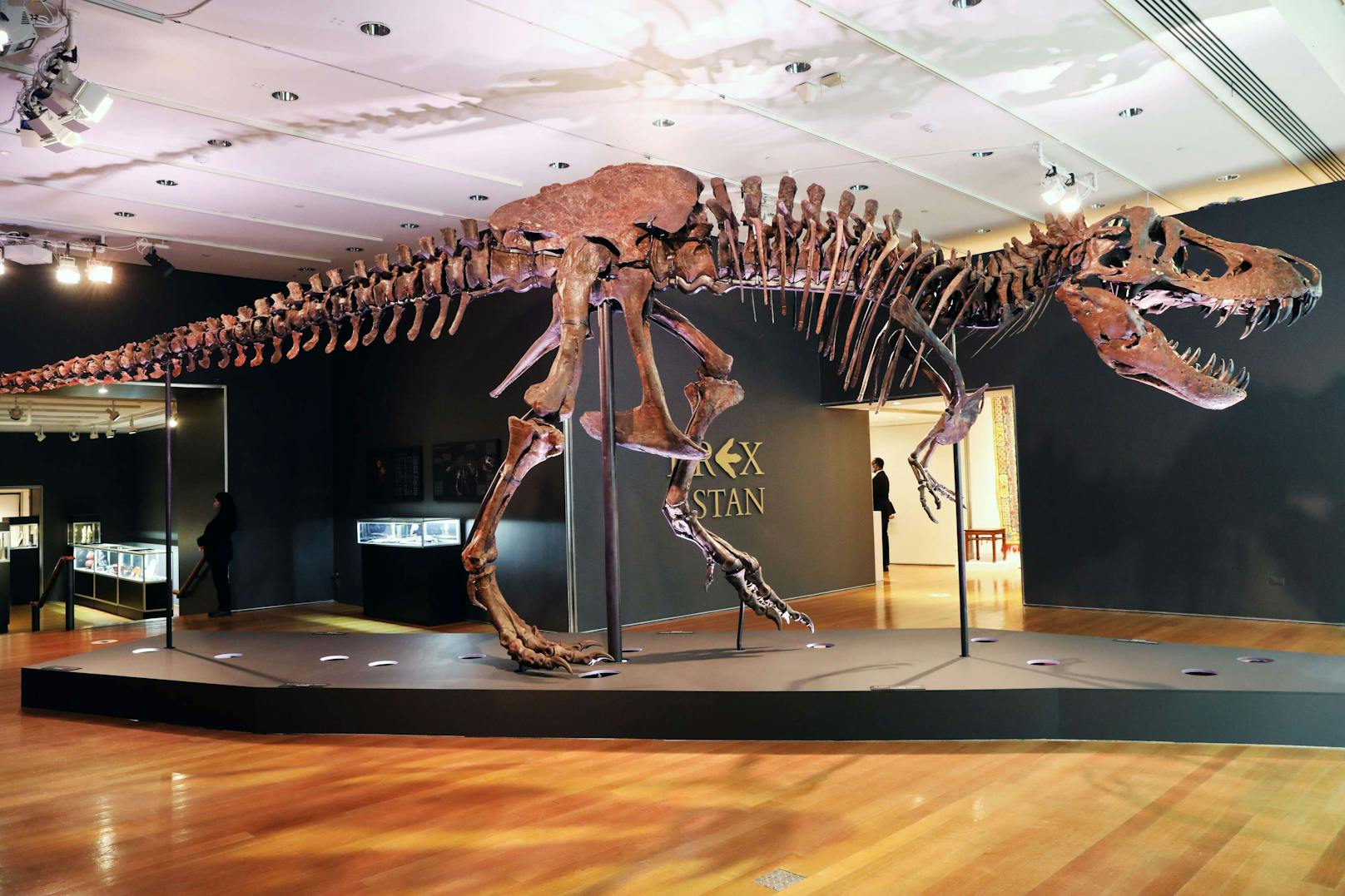 Zu seinen Lebzeiten vor 67 Millionen Jahren war der nach seinem Entdecker Stan Sacrison benannte Dinosaurier vier Meter groß und zwölf Meter lang.