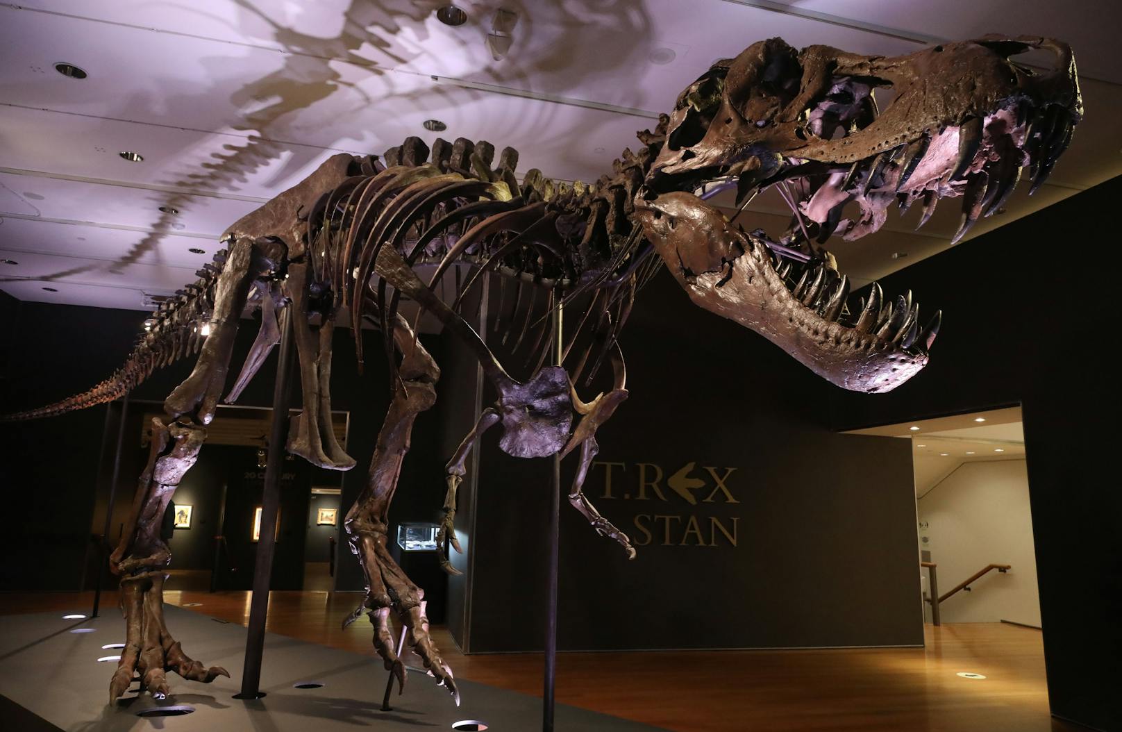 Verletzungen an Schädel und Genick zeigen nach Ansicht von Experten, dass "Stan" mit anderen Tyrannosauriern kämpfte.