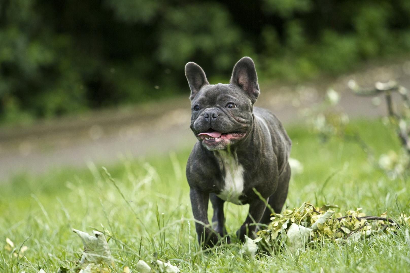 Die Französische Bulldogge ist laut durchblicker-Ranking der beliebteste Hund in Österreich.