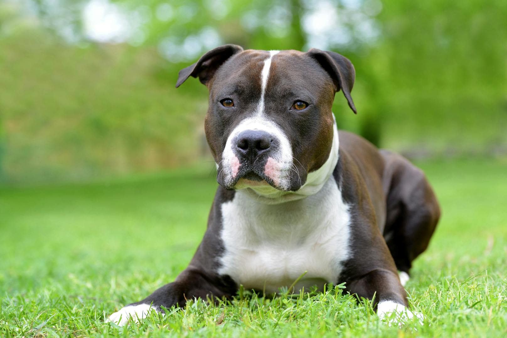 5. American Staffordshire Terrier