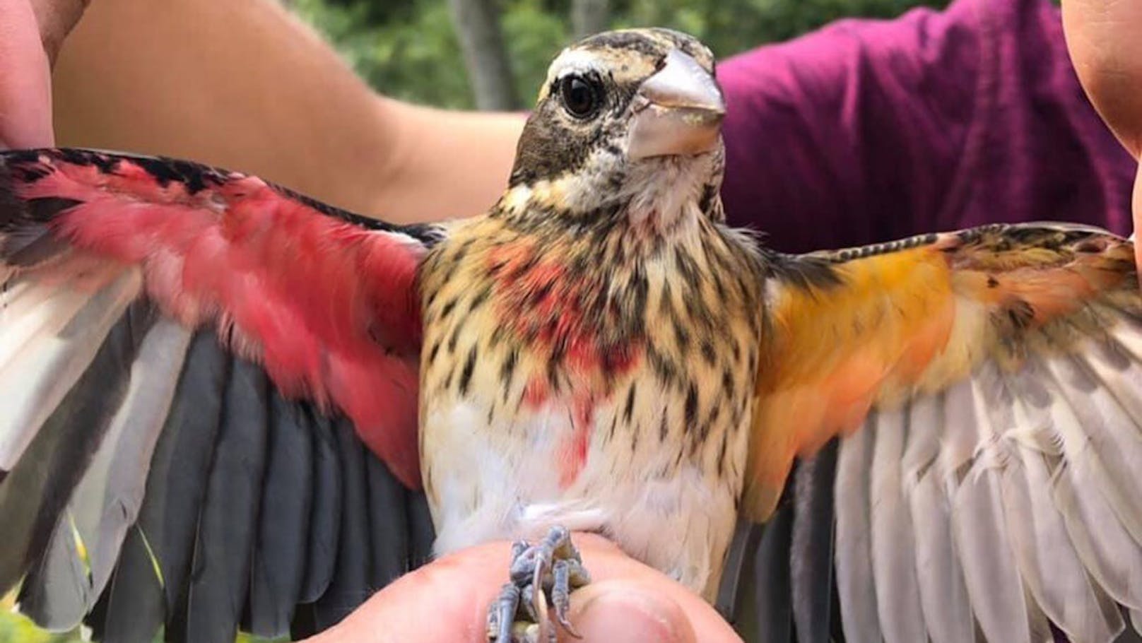 Bei diesem seltenen Vogel sieht man seine zwei Geschlechter an den unterschiedlichen Flügel-Farben.