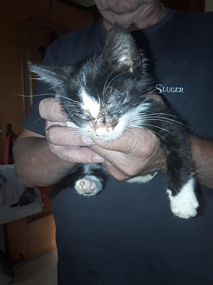 Das kleine Katzerl irrte nass und krank umher.