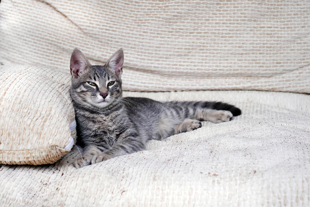 Katzen haben zwar komplexe Charaktere, doch wer ihre Kommunikationsregeln kennt, ist klar im Vorteil.