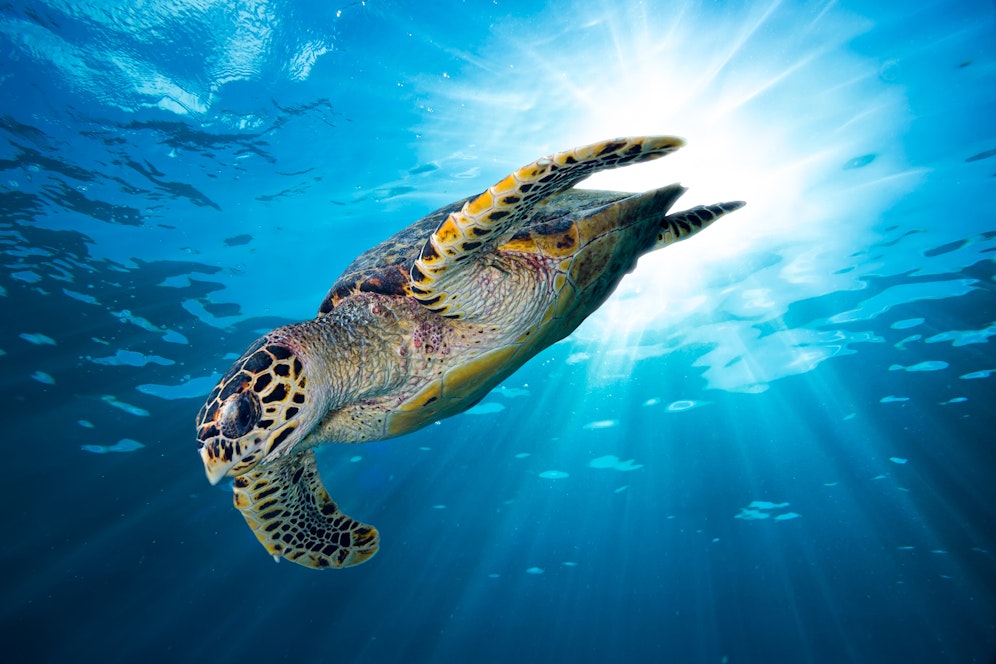 Die globale Klimakrise heizt das Artensterben weiter an. Vor allem viele Schildkröten, Geckos und Echsen wurden kürzlich von der Weltnaturschutzunion IUCN in höhere Bedrohungskategorien eingestuft.<br>