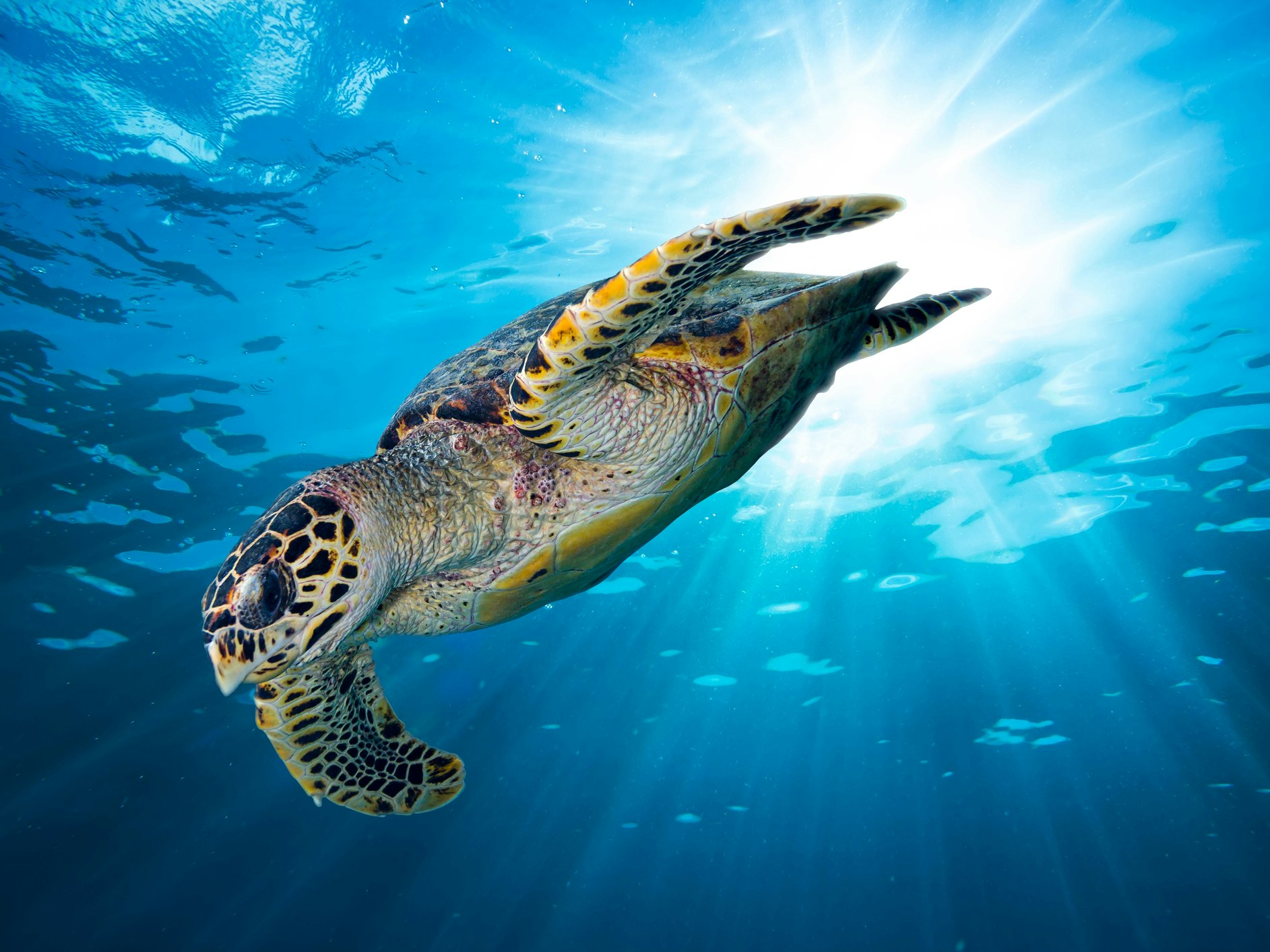 Sie gehören zu den ältesten und am ältesten werdenden Tierarten. Ihr Panzer schützt sie vor Feinden. Ist die Schildkröte dein Lieblingstier, bist du sehr ausdauernd. Du kommst nie aus der Ruhe, bist introvertiert und blühst du in der Umgebung der Liebsten auf. 