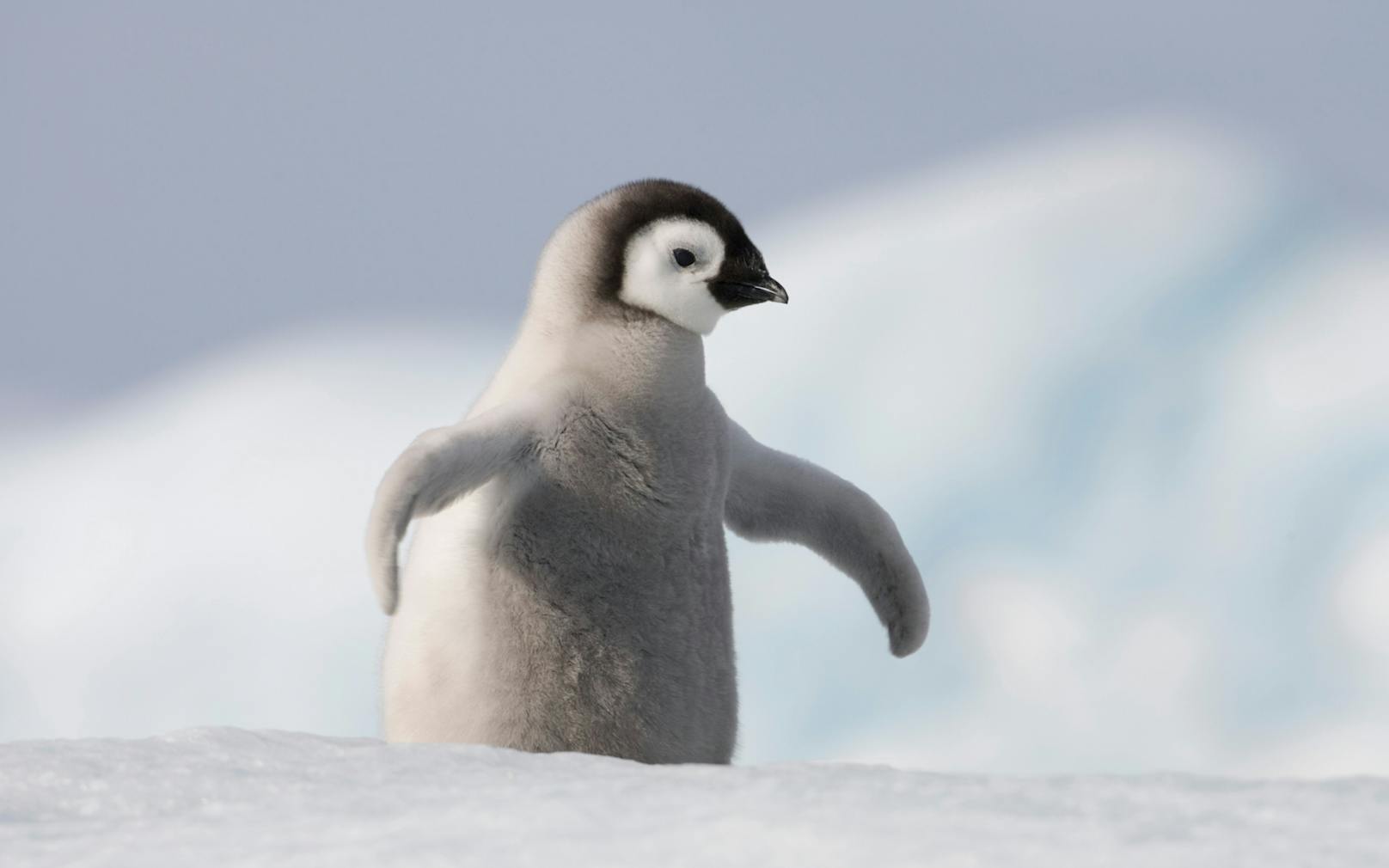 Pinguin: Pinguine sind coole Tiere. Du weißt, was das heißt. Zudem sind Pinguine gesellig, familiär und aktiv.<br>