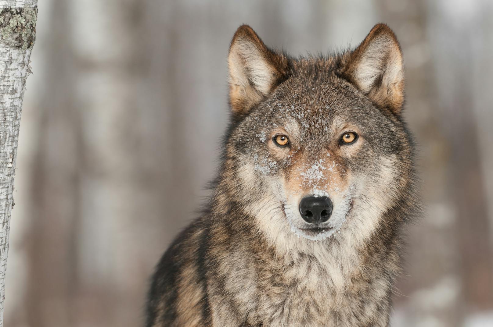 Wolf: Den Wolf umgibt eine mystische Aura. Bist du ein Wolf-Fan, dann gehörst du zu den besonders flexiblen, anpassungsfähigen Mitmenschen, die zur Spiritualität neigen und ihre Stärken gut kennen. 