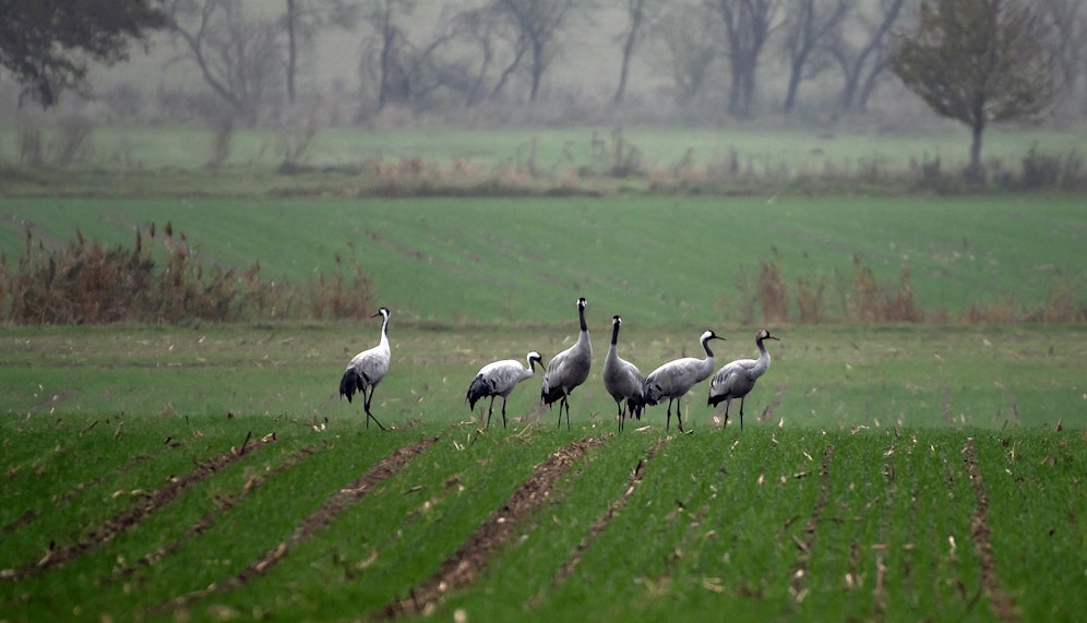 Kraniche fliegen jetzt über Europa.