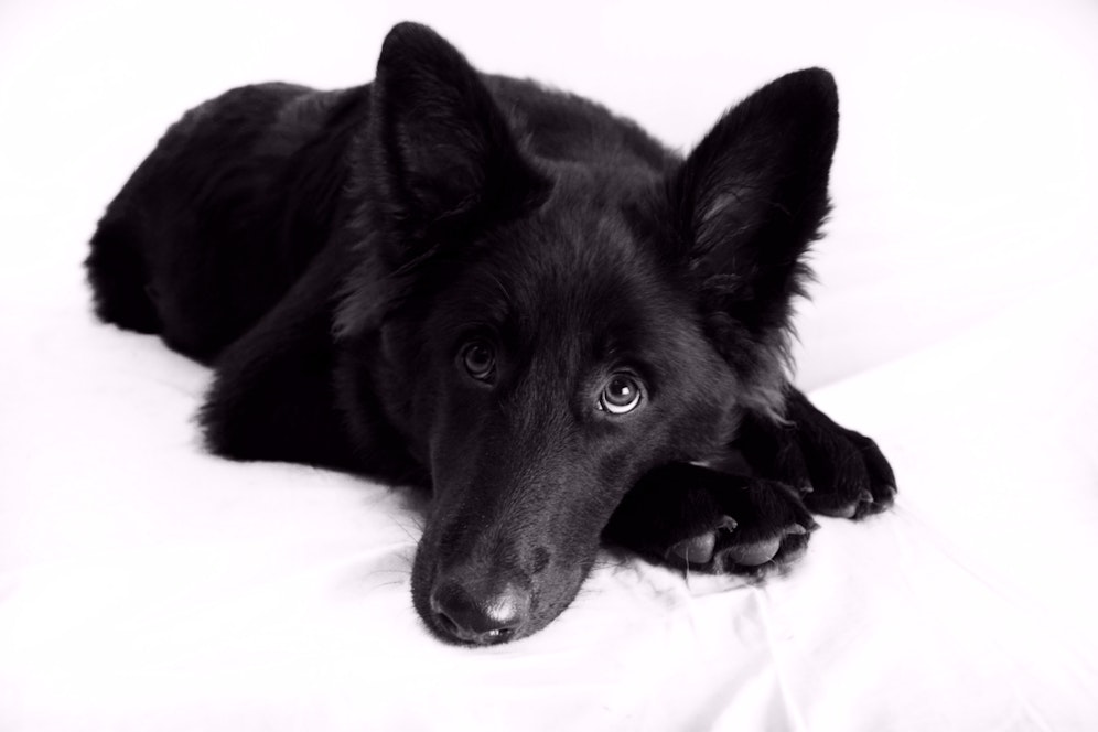 Auweh, mit diesem Blick werden wir um die Pfote gewickelt. 