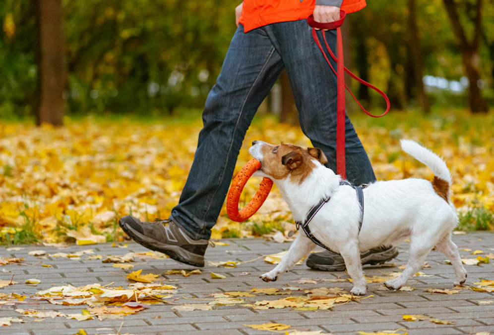 Wer freiwillig zusätzlich Hundekurse besucht, könnte bald nur mehr die Hälfte der Hundesteuer zahlen müssen.