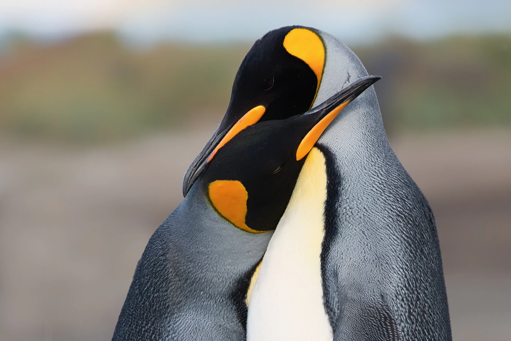 Ein Königspinguin-Pärchen auf Südgeorgien.