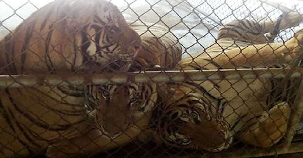 Die Gräueltaten der 